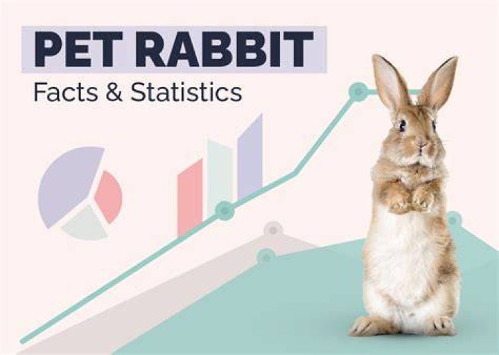 Elizabeth Rabbit video statistics